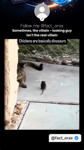 FactoraX on Instagram: "Sometimes, the “villain-looking” creature isn’t the real villain. Believe it or not, chickens are the closest living relatives of Tyrannosaurus rex. 🐔🦖 From hollow bones to three-toed limbs and egg-laying behavior, modern birds share shocking traits with ancient theropod dinosaurs. Scientists even discovered preserved proteins in T. rex fossils that closely match chickens. So the next time you see a chicken… remember — you’re looking at a living dinosaur hiding in plain