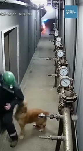 Golden Retriever Shoves Worker Clear Moments Before Steam Pipes Explode