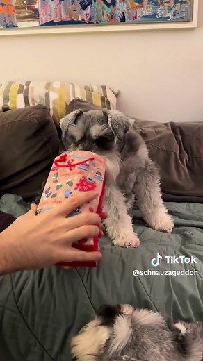 Merry Christmas from Lily and Archie the Mini Schnauzers