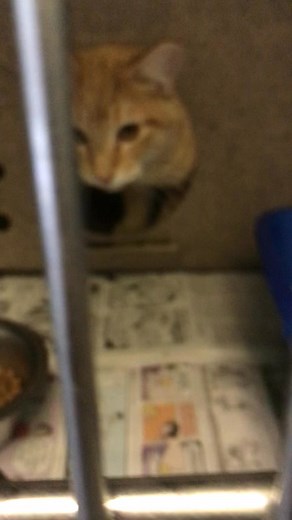 UPDATE: Safe with a rescue or adopted. Does Moppida look dangerous to you? She is rescue only and must have commitment by 4pm today to save her life. Please contact me if you can foster her. These are the shelter notes. MOPIDDA- A2242603 - SPAYED FEMALE, ORANGE TABBY DOMESTIC SHORTHAIR. Shelter: SOUTH L.A. Age: 11 MOS Weight: 8 LBS Scheduled Euthanasia Date: 11/23/2025. This animal is only available to a rescue: Yes This animal has been at the shelter since 11/04/2025 and on this list since 11/1