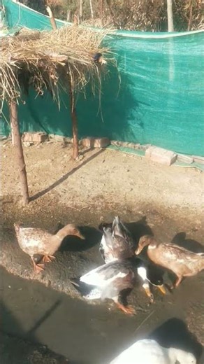 Indian runner duck farming in Indian village #duckfarm #birds #cuteanimal #ducklife #duckfarmer