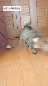 【A skateboard turtle runs with a smug look on its face.】 | Yfyio