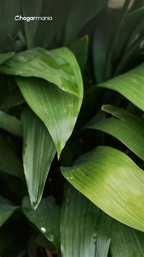 🌿✨ Aspidistra: la planta del hierro que resiste (casi) todo Si buscas una planta fácil de cuidar, resistente y perfecta para interiores, la Aspidistra elatior es tu mejor aliada. Originaria de Asia, se adapta a rincones con poca luz y no necesita demasiados cuidados. 🌱 💧 Cuidados básicos: -Tolera desde ambientes poco luminosos hasta zonas bien iluminadas. -Riego moderado: deja secar la capa superficial del sustrato entre riegos. -Temperatura ideal: entre 13 y 21 °C. -Fertilízala una vez al me