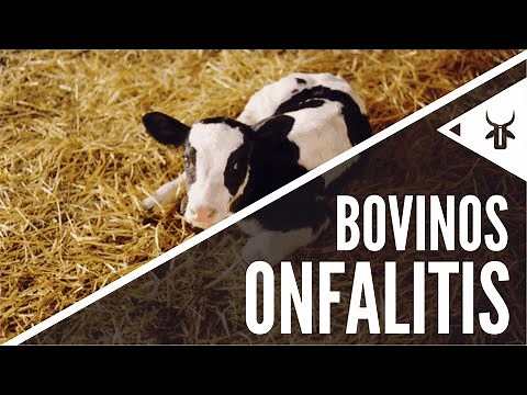 Onfalitis & onfaloflebitis