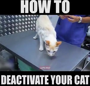 This is the most bizarre thing I have ever seen | Funny Videos