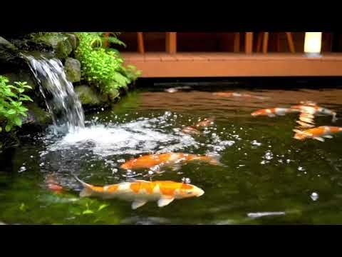 Peaceful Koi Pond Ambience 🐟 | Flowing Water Sounds for Relaxation (3 Hours)