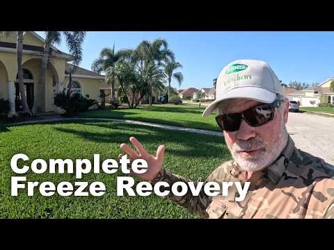 Greenest St Augustine On The Market - Freeze Recovery Magic