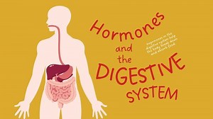 Digestive System Video by Academics for all learners | TPT
