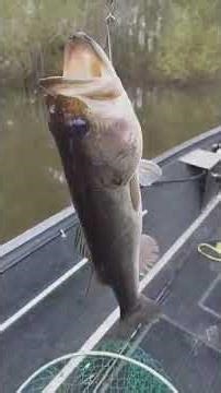 Foggy Morning Fishing On The Altamaha River! #bassfishing #riverfishing #topwater