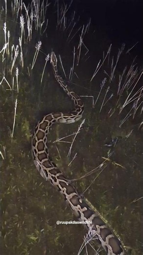 Burmese Python #snake #wildlife #python #burmesepython #nonvenomous #snakerescue #savesnake #nature