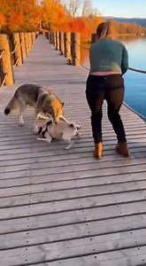 Wolf Attacks a Pug — Woman Fights Back and Saves the Dog! #wildliferescue #shorts #wolfattack #dogrescue #wildlife #wildanimals #animalattack | Lifeline Souls