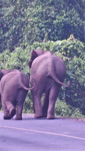 Running #elephant