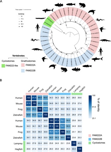 Evolutionary analysis through structural modeling of FAM222 proteins reveals a novel disordered conserved domain in vertebrates that interacts with NLK - Scientific Reports