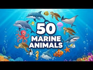 Learn 50 Marine Animals 🐢🐙 | Sea Animals for Children
