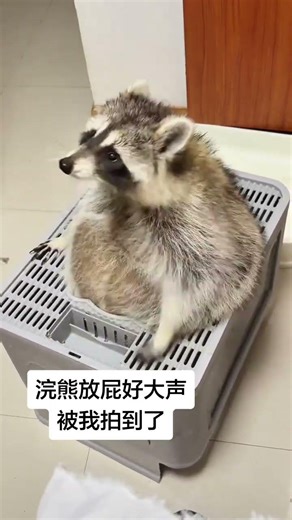 The Loudest Raccoon Fart Ever! 🐿️😱 PetFarts WildCute