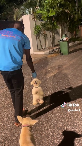 Top Female Dog Names for Your Pet Training Journey