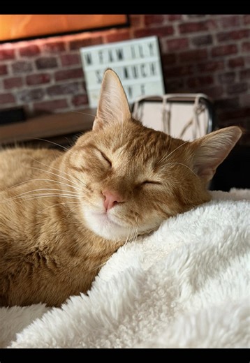 Conversation Amusante avec Mon Chat Marcel