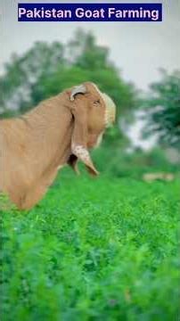 Amazing Goat Farm in Pakistan 🐐 | Healthy Goats Feeding Time #goatfarm #goat #babygoat