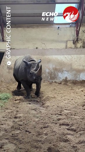 “Amazing” moment a rare baby rhino is born is caught on camera at Chester Zoo #chesterzoo | Liverpool Echo News