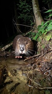 “Spotted a wolverine on the move in the forest! 🐾🔥