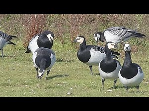 Schwarm Weißwangengans Nonnengans Schwarm Gänse Gans Wildgänse Graugänse Zugvögel