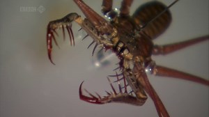 Animal Planet -  The Power of Insects