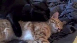 167K views · 3.2K reactions | Check out this dose of cuteness I captured yesterday! … Cole is such a good big brother, he was grooming Marm for around 20 minutes :) | Cole & Marmalade | Facebook