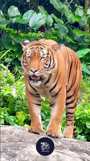 malayan tiger😰😰