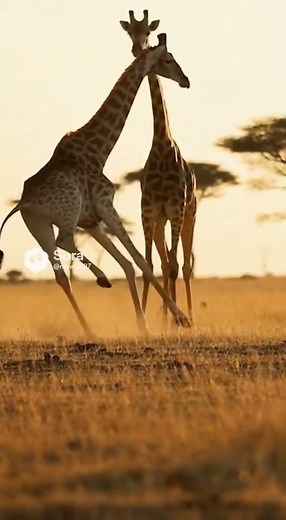 One Take, No Cuts – Giraffe vs Leopard in Real Wildlife Combat!