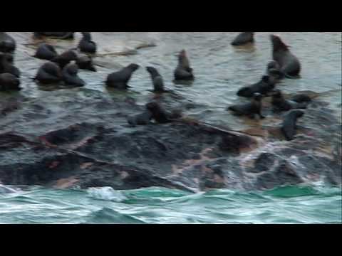 Deadly Waters - South African Sharks