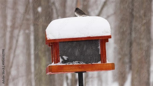 Dark-eyed juncos (Junco hyemalis) feeding on a snow-covered bird feeder during a winter snowstorm. Small songbirds eating black oil sunflower seeds in cold, snowy weather. Close-up wildlife video.