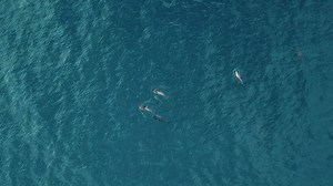 4.1K views · 93 reactions | Lovely to watch and film these Harbour...