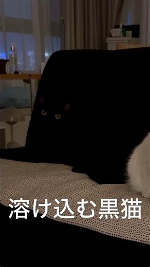 【可愛い】真っ黒だとどこにいるか分からないw#動物 #shorts