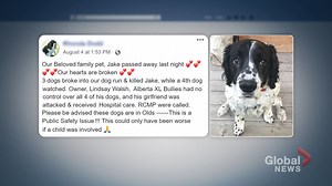 Dog killed in own backyard by pack of dogs in Town of Olds