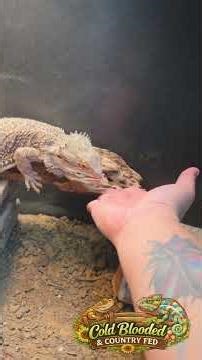 Giving gummy worms to my reptiles! Mr. Skittles still won't take food from my hands lol.