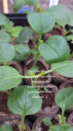 Last week I snipped the tops of my snapdragons at the 3rd set of leaves. This week they are branching out at those cuts which will result in more blooms. #garden #fairy #cutflowers #gardening #gardentok #snapdragon #flowers #spring #gardentips
