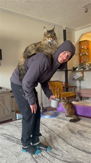 Chelsea Robinson on Instagram: "Happy Monday! 😆 ——————— #lifewithcats #mainecoon"