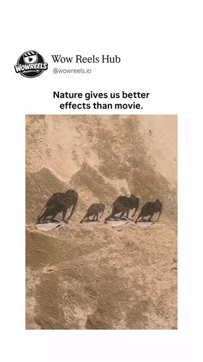 Wow Reels Hub™ on Instagram: "African elephants, the largest land animals on Earth, consist of two species: the savanna elephant (*Loxodonta africana*) and the forest elephant (*Loxodonta cyclotis*). Renowned for their intelligence, strong social bonds, and emotional depth, they play a vital role in shaping African ecosystems—dispersing seeds, creating water holes, and maintaining habitat diversity. Yet both species face severe threats from poaching for ivory and shrinking habitats due to human 