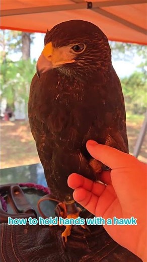 how to hold hands with a murder bird #wildlife #truelove