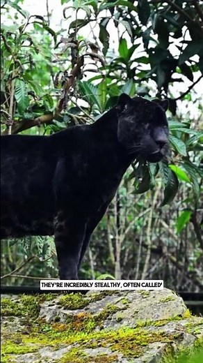 Puma SUPERPOWER! Leap 20 Feet Vertically! 🐆#animalfacts #pumas #facts