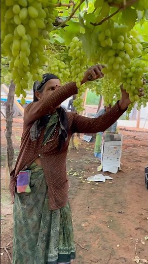 Green Grapes Harvesting in Farm | Amazing Vineyard Harvesting Process
