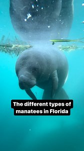 In honor of manatee awareness month, I thought I’d share the different types of manatees you can find throughout Florida. Comment your favorite manatee below! 🤙🏼 Use code MANATEE for 15% off your booking on our website during manatee season. The code will be available until November 15th. 📸: @floridaguidejosh 🛶: @ecoventurefl #manatee #florida #clearkayak #wildlife #silversprings | Josh Swander