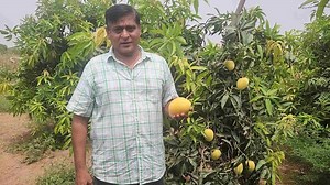 Sweet Success: Gujarat Farmer Grows 'Sonpari' Mango Through Crossbreeding