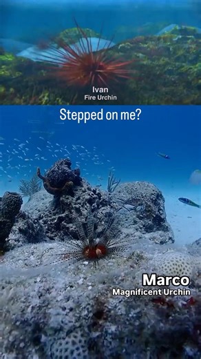 Surf's Up: A Major Ocean Picture