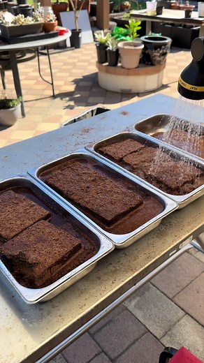 Watering Coco Peat Bricks for Gardening