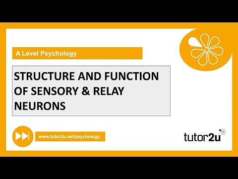 Structure & Function of Sensory & Relay Neurons | Biopsychology | AQA A Level Psychology
