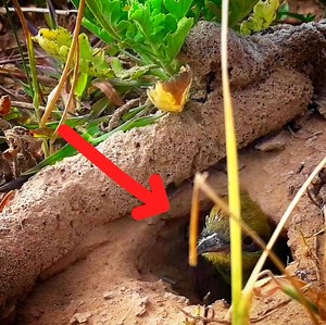 Asian green bee-eater Baby bird | Review Bird All