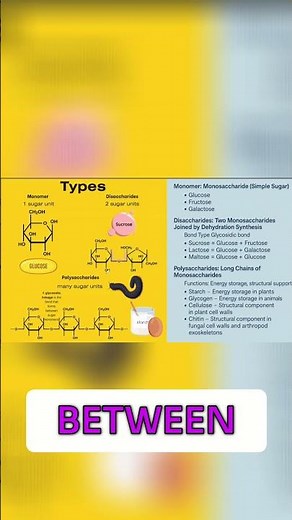 Carbohydrates: Disaccharides and Polysaccharides Explained!