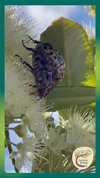 Two Chafers on One Flower — Close‑Up Moment