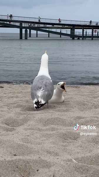 Hilarious Seagull Moments: The Funniest Beach Pranks
